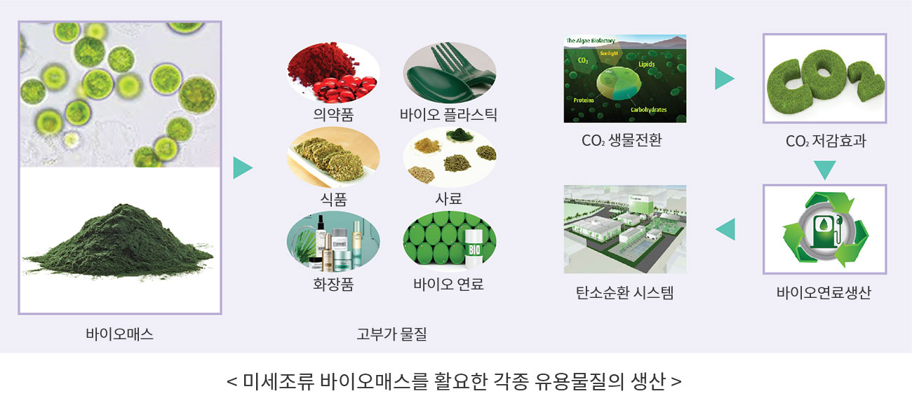 미세조류 바이오매스를 활용한 각종 유용물질의 생산